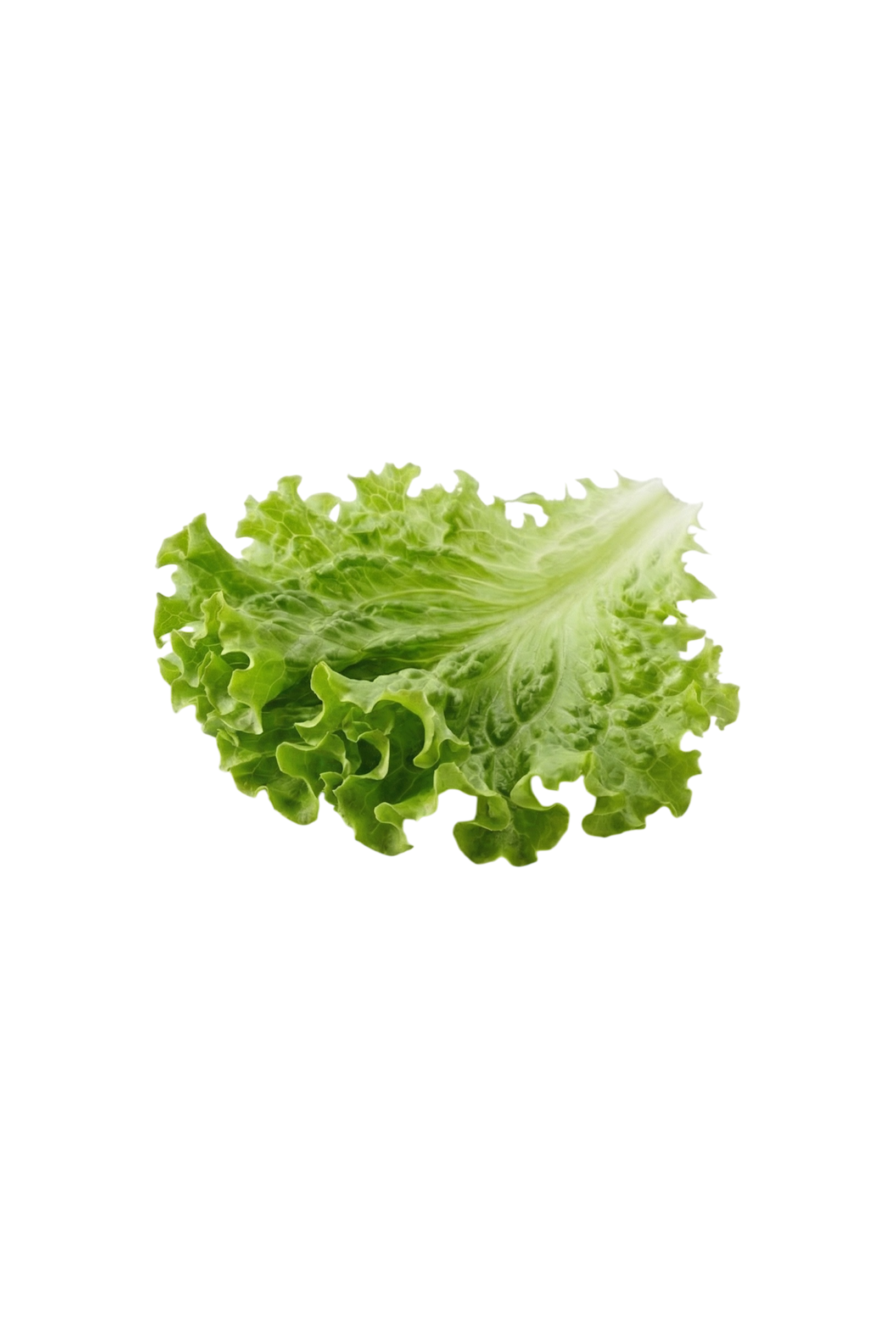 Fresh Lettuce
